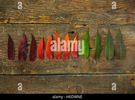 Rouge, jaune et vert feuilles sur fond de bois ancien motif d'automne ; Banque D'Images