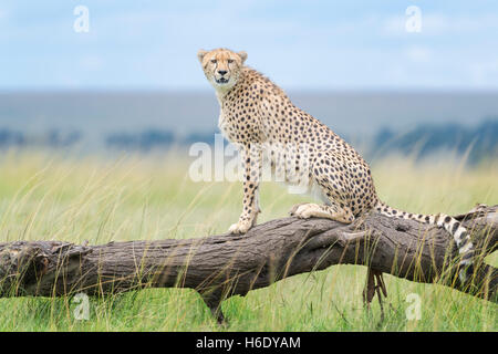 Cheetah (Acinonix jubatus) assis sur un arbre tombé, looking at camera, Maasai Mara National Reserve, Kenya Banque D'Images