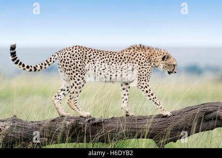 Cheetah (Acinonix jubatus) marcher sur un arbre tombé, Maasai Mara National Reserve, Kenya Banque D'Images