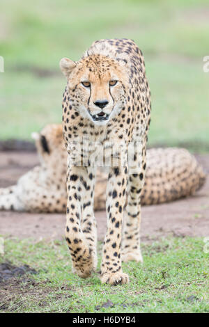 Cheetah (Acinonix jubatus) marche sur la savane, looking at camera, Maasai Mara National Reserve, Kenya Banque D'Images