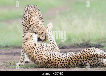 Deux Cheetah (Acinonix jubatus) jouant, Maasai Mara National Reserve, Kenya Banque D'Images