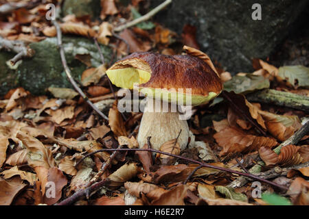 Champignons comestibles ou Cèpes boletus edulis dans les bois Banque D'Images