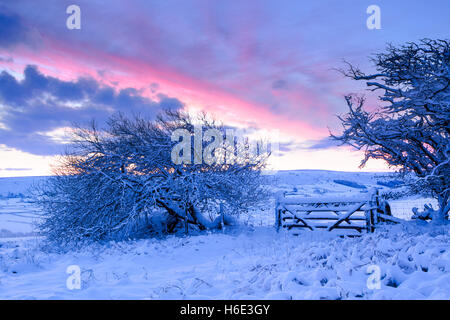 Neige en hiver sur les arbres et d'aubépine field gate à l'aube à Danby Dale, dans la région de North York Moors national park Banque D'Images