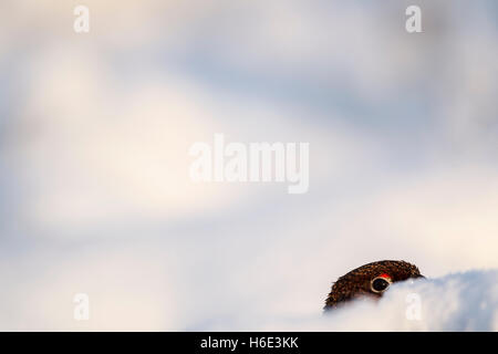 Tétras mâle, rouge, nom latin Lagopus lagopus scotica, se cachant parmi les monticules de neige avec l'œil et de la tête montrant Banque D'Images