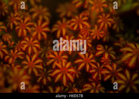 Une colonie de fluorescence octocoral affiche sur un récif de Raja Ampat. Pourquoi de nombreux organismes marins une fluorescence n'est pas entièrement compris. Banque D'Images