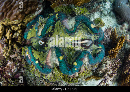 Un bénitier (Tridacna gigas) pousse sur un récif à Raja Ampat, en Indonésie. Cette espèce en voie de disparition est le plus gros mollusques sur Terre. Banque D'Images