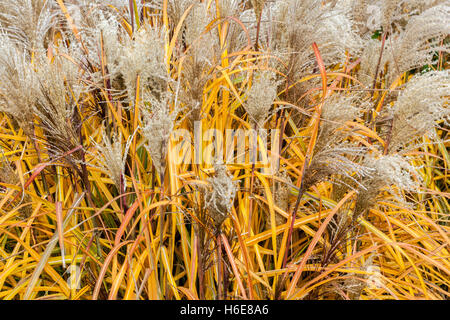 Chinois Silver Grass jaune automne, Miscanthus sinensis 'Silberturm' automne graminées Miscanthus Grass Garden herbacées ornementales Banque D'Images