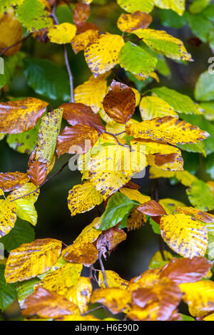 Fagus sylvatica, hêtre d'Europe de l'automne les feuilles humides Banque D'Images