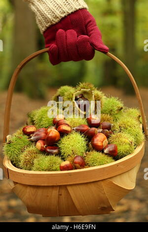 Nourriture fraîchement châtaignes (castanea sativa) sont transportés sur une ancienne English woodland sur une belle journée d'octobre, UK Banque D'Images