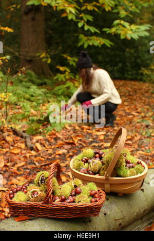 Une femme recueille des châtaignes (castanea sativa) dans un habitat les forêts sur une belle journée d'automne, Royaume-Uni Banque D'Images