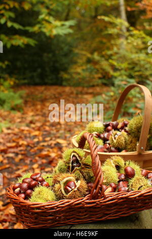 Nourriture fraîchement châtaignes (castanea sativa), y compris certains dans leur enveloppe épineuse, dans une ancienne forêt dans le Yorkshire, UK Banque D'Images