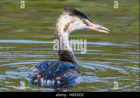 Grèbe huppé (Podiceps cristatus) en plumage non-reproduction avec un poisson sur la bouche, c'est nager dans l'eau dans le West Sussex, Angleterre, Royaume-Uni. Banque D'Images