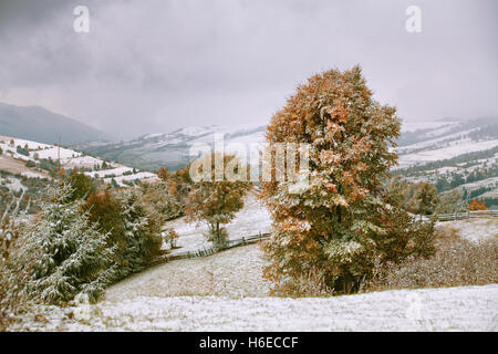 Première neige en automne. Neige dans les montagnes. Carpates Banque D'Images