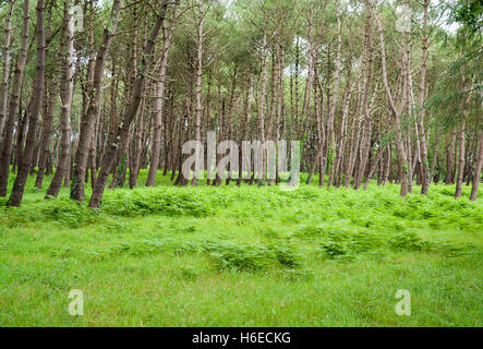 Paysage de forêt autour de Carnac, une commune française, située dans le département de la Bretagne, France Banque D'Images