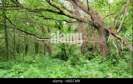 Paysage de forêt autour de Carnac, une commune française, située dans le département de la Bretagne, France Banque D'Images