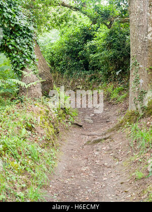 Paysages de forêts y compris un sentier pédestre autour de Carnac, une commune française, située dans le département de la Bretagne, France Banque D'Images