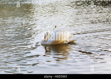 Cygne muet sur le Danube, Belgrade Serbie, les municipalités Zemun. Banque D'Images