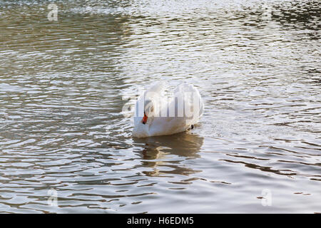 Cygne blanc flottant sur la surface de l'eau de la rivière Banque D'Images