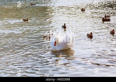 Cygne muet sur le Danube, Belgrade Serbie, les municipalités Zemun. Banque D'Images