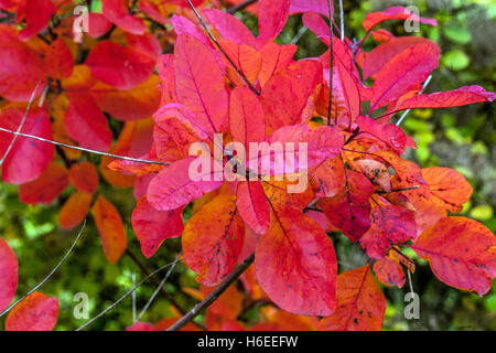 Prunus serrula, Cotinus. Bush de fumée les feuilles d'automne Banque D'Images