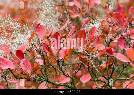 Prunus serrula, Cotinus. Bush de fumée les feuilles d'automne Banque D'Images