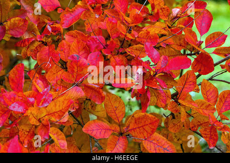 Prunus serrula, Cotinus. Bush de fumée les feuilles d'automne Banque D'Images