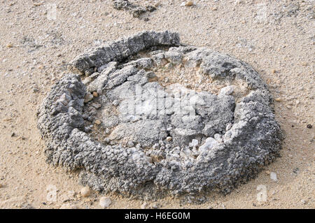 Stromatolithe fossiles marins, vivant, dans le lac Thetis des bancs de sable au cours d'une sécheresse dans la région de Cervantes, en Australie occidentale. Banque D'Images