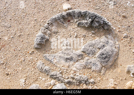 Stromatolithe fossiles marins, vivant, dans le lac Thetis des bancs de sable au cours d'une sécheresse dans la région de Cervantes, en Australie occidentale. Banque D'Images