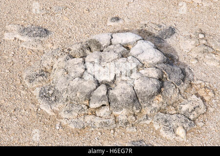 Stromatolithe fossiles marins, vivant, dans le lac Thetis des bancs de sable au cours d'une sécheresse dans la région de Cervantes, en Australie occidentale. Banque D'Images