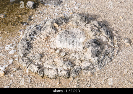 Stromatolithe fossiles marins, vivant, dans le lac Thetis des bancs de sable au cours d'une sécheresse dans la région de Cervantes, en Australie occidentale. Banque D'Images