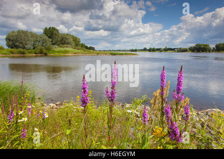 La salicaire en fleur dans le paysage de l'UNESCO Réserve de la biosphère de l'Elbe en été, Basse-Saxe, Allemagne Banque D'Images