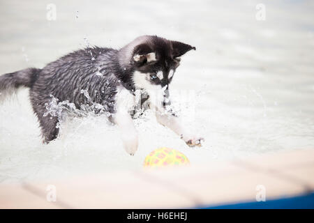 Chien Husky puppy Playing with ball in swimming pool Banque D'Images