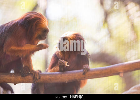 Deux Golden Lion tête Tamarins, manger Banque D'Images