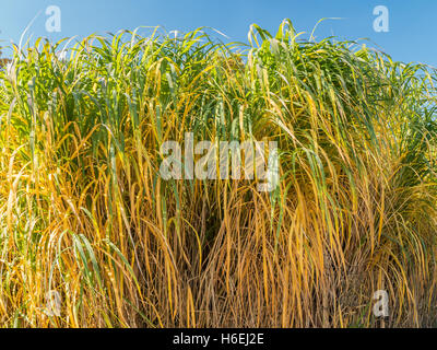 Touffe d'herbe de Miscanthus géant Banque D'Images