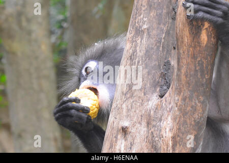 Langur sombre (specatacled leaf monkey) eating corn, Prachuap Khiri Khan, Thaïlande Banque D'Images