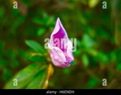 Gros plan d'une azalée rose fleur qui s'épanouit en été. Banque D'Images