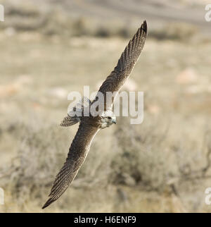 Gyrfalcon en vol Banque D'Images