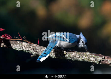 Geai bleu cherche de la nourriture à l'automne Banque D'Images