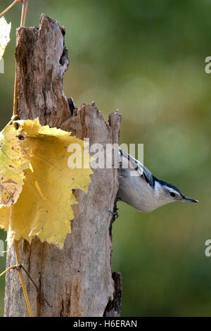 Sittelle à poitrine blanche s'accroche à l'automne les feuilles vieillies avec post Banque D'Images