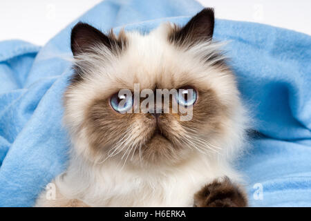 Close up d'un jeune chaton Persan Colourpoint seal Banque D'Images