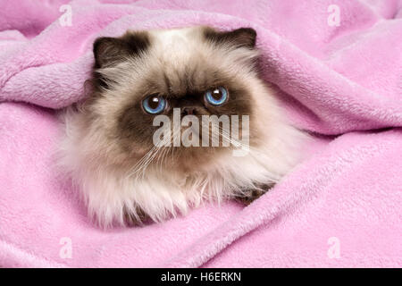 Close up d'un jeune chat Persan Colourpoint seal sur un couvre-lit rose Banque D'Images