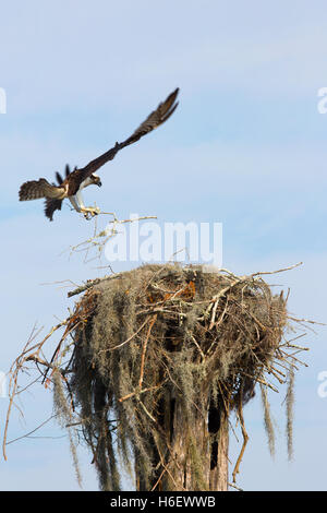 Le bâtiment Osprey est nichent avec des branches et de la mousse espagnole sur la souche de cyprès chauve dans le marécage d'Atchafalaya, la plus grande zone humide des États-Unis. Pandion haliatus Banque D'Images