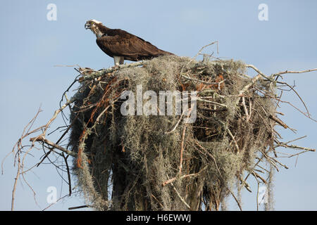 Osprey sur nid au sommet d'une souche de cyprès dans le marais d'Atchafalaya, la plus grande zone humide des États-Unis (Pandion haliaetus) Banque D'Images