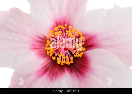 Fleur d'hibiscus rose avec pistil et stigmatisation Banque D'Images