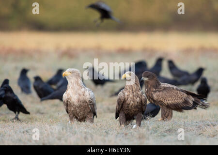 Pygargues à queue blanche / blanche ( Haliaeetus albicilla ) ,avec de jeunes adultes, d'âge différent, assis ensemble, à regarder. Banque D'Images