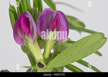 Magenta pourpre, fleur d'une vesce commune, Vicia sativa, Banque D'Images