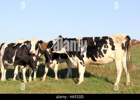 Plusieurs génisses Holstein sur une prairie d'herbe au Wisconsin Banque D'Images