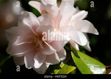 Belle fleur de camélia rose pâle, un favori de printemps Jane Ann Butler Photography JABP1667 Banque D'Images