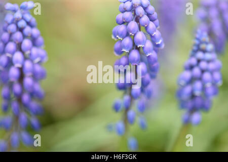 Début de géant, muscari - floraison en forme de cloche de couleur au début du printemps spike Jane Ann Butler Photography JABP1671 Banque D'Images