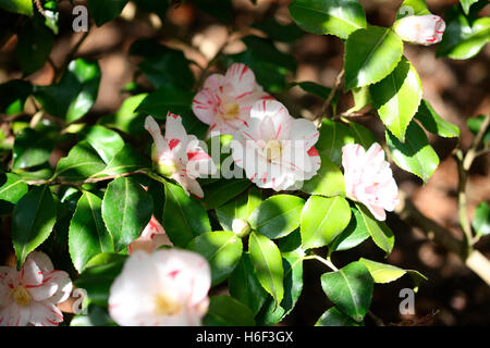 Camellia à rayures blanches et rouges au printemps soleil Jane Ann Butler Photography JABP1668 Banque D'Images